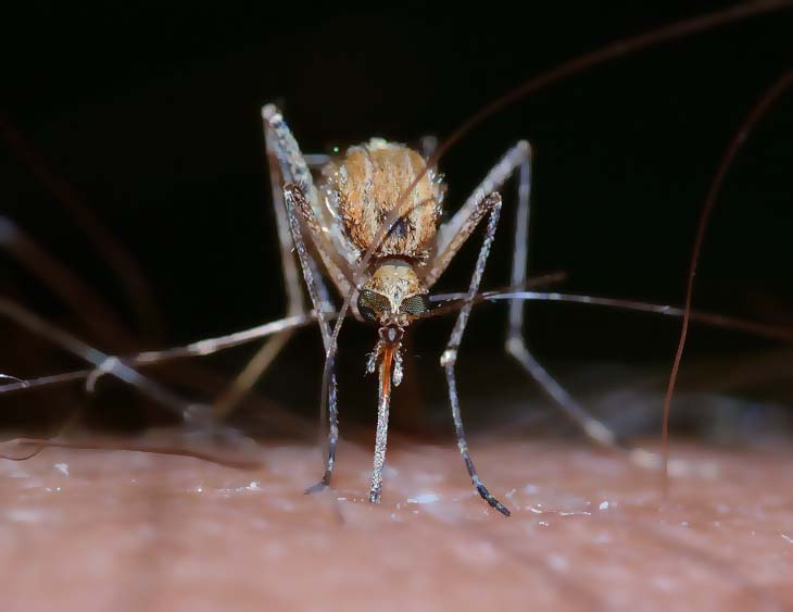 Комар опасное насекомое