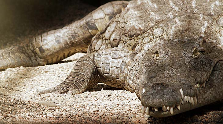 крокодил опасное животное
