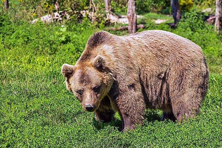 Медведь опасен, но первым не нападет