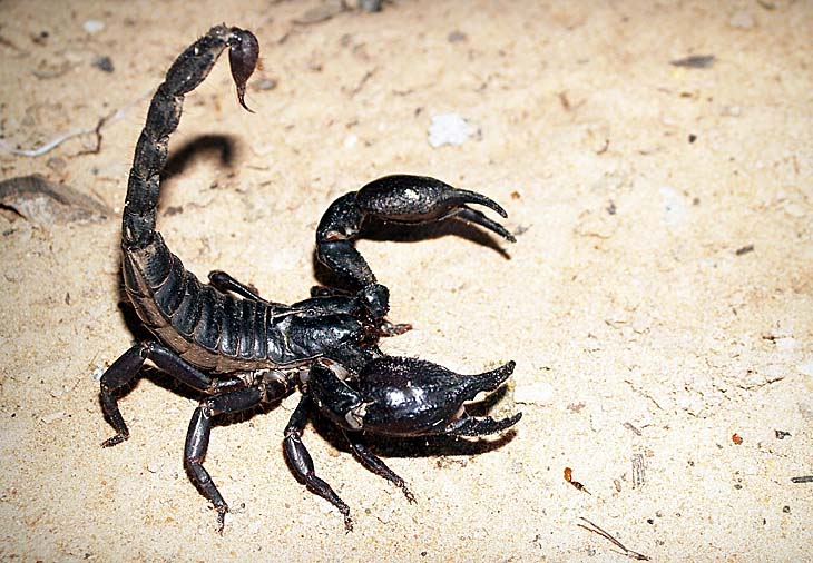 Скорпион опасен вдвойне